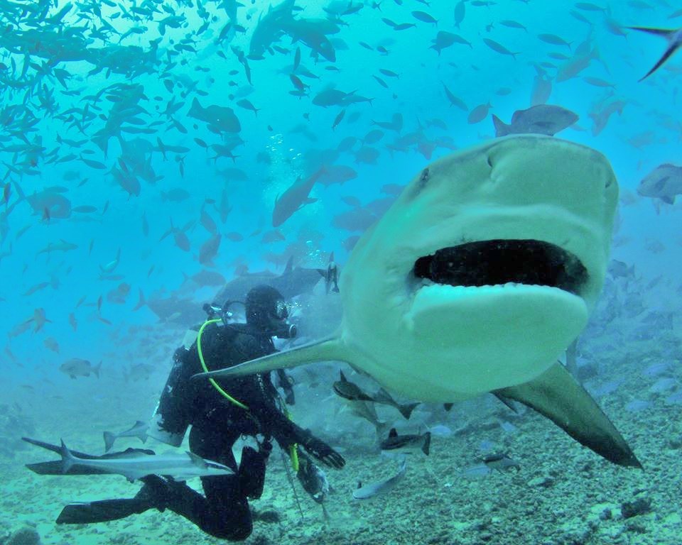 beqasharkdive