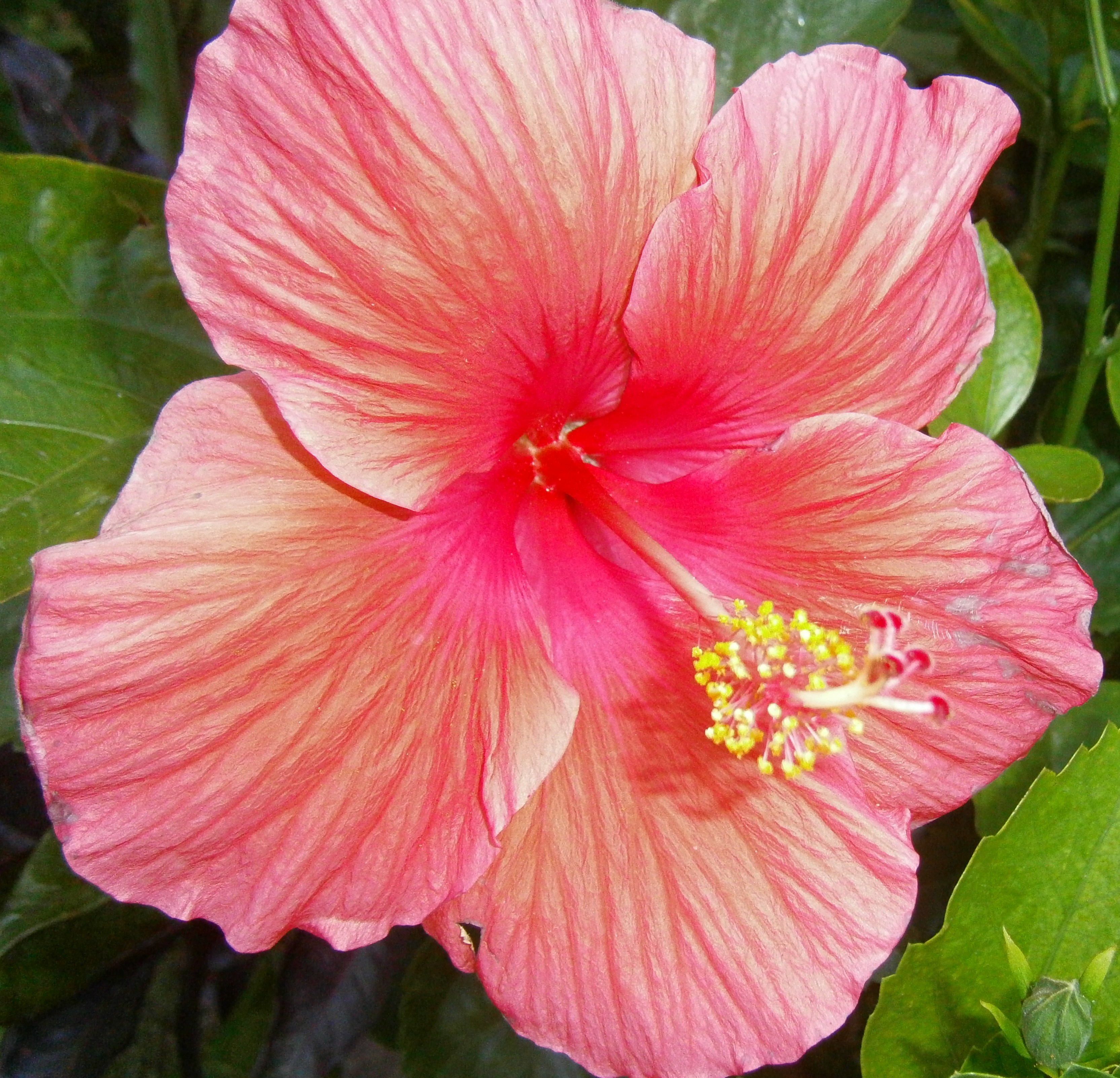 Hibiscus